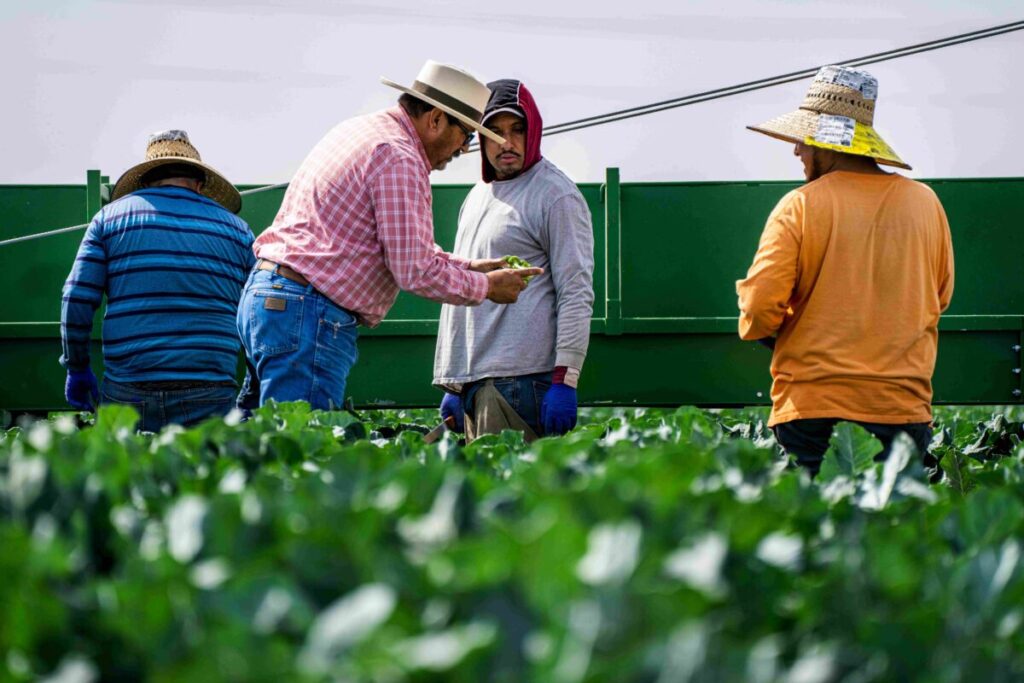 Jornaleros agrícolas trabajan bajo el sol en California enfrentando los efectos del cambio climático
