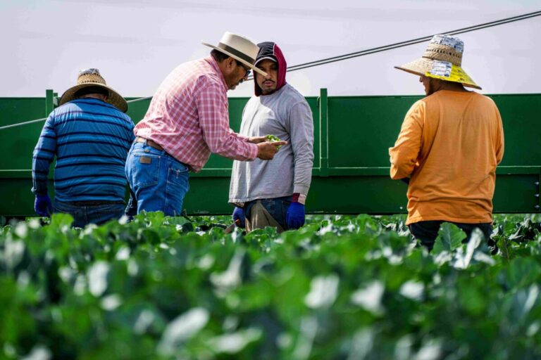 Jornaleros agrícolas trabajan bajo el sol en California enfrentando los efectos del cambio climático