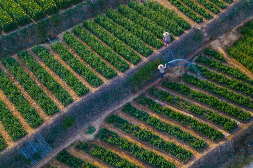 Trabajadores agrícolas en campo de cultivo en Estados Unidos, ilustrando la importancia de la mano de obra extranjera en el sector agrícola.