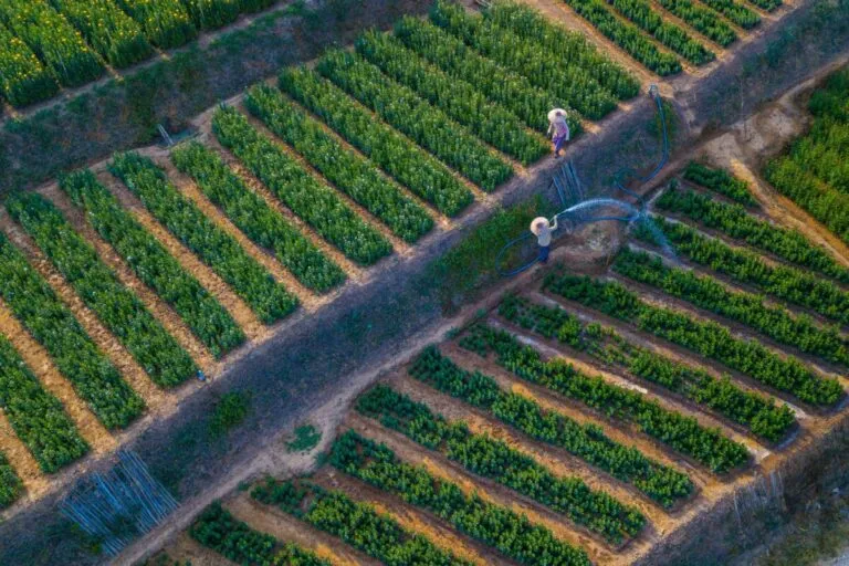 Trabajadores agrícolas en campo de cultivo en Estados Unidos, ilustrando la importancia de la mano de obra extranjera en el sector agrícola.