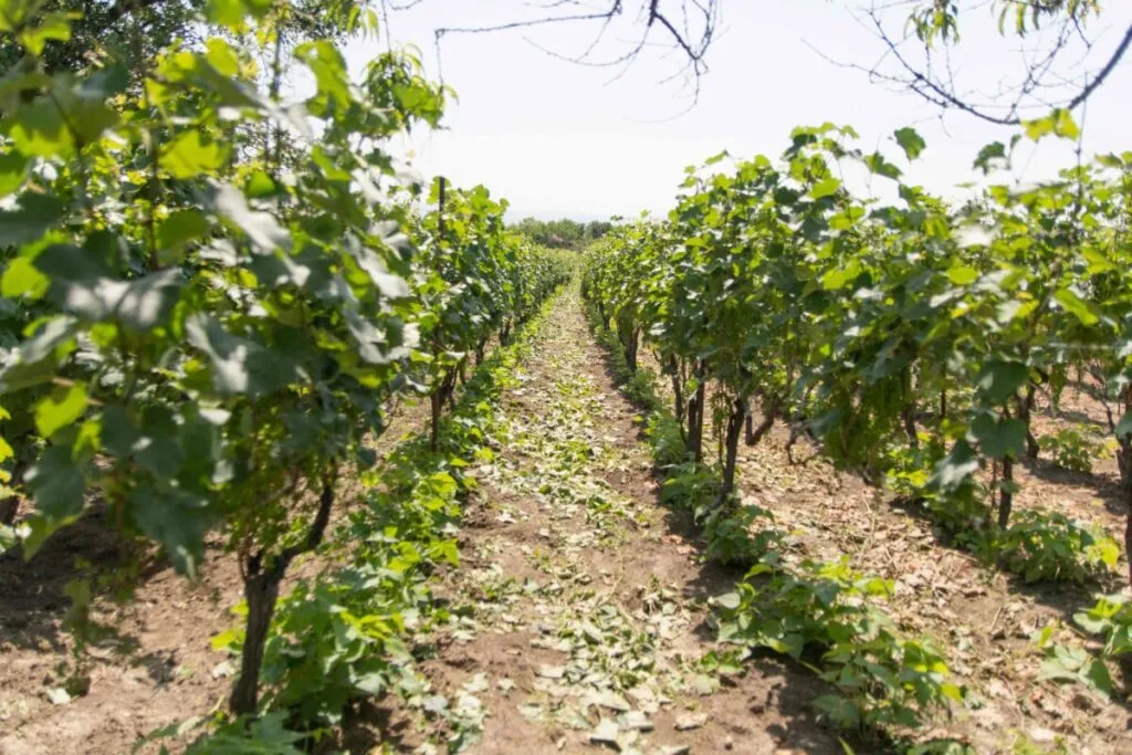 Grupo de trabajadores agrícolas protestando por el congelamiento del salario agrícola en Estados Unidos