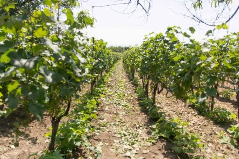 Grupo de trabajadores agrícolas protestando por el congelamiento del salario agrícola en Estados Unidos