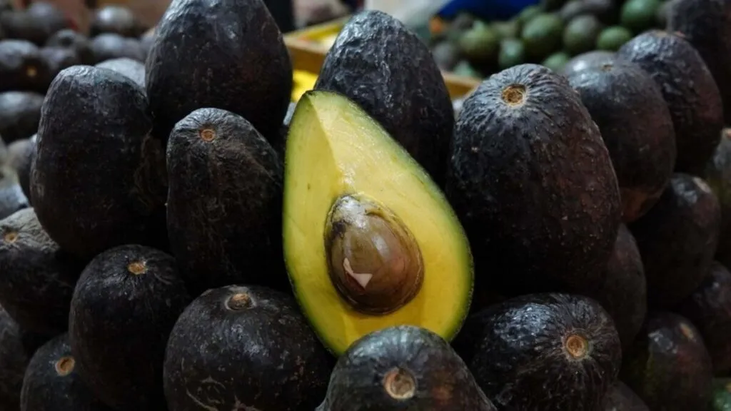 Autoridades presentan certificado laboral para la agroexportación del aguacate y otros productos agrícolas en México.