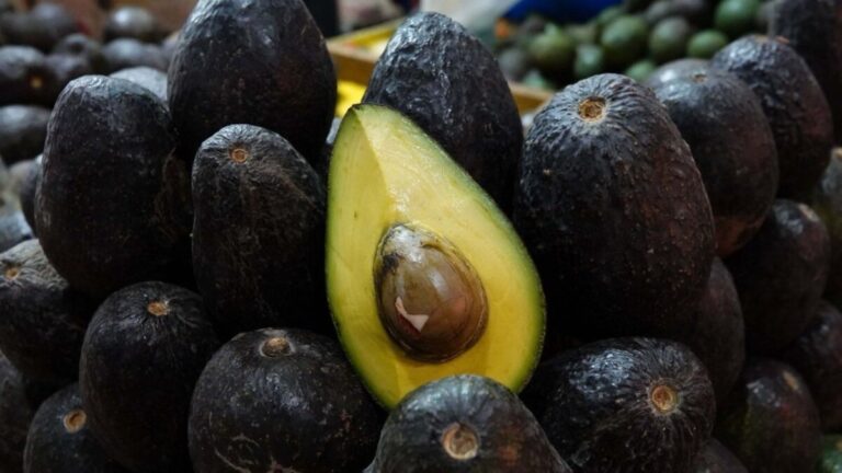 Autoridades presentan certificado laboral para la agroexportación del aguacate y otros productos agrícolas en México.