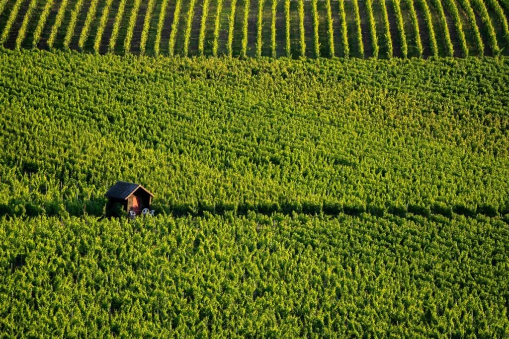 Clínica móvil ofrece atención médica gratuita a trabajadores agrícolas en campos de Carolina del Norte