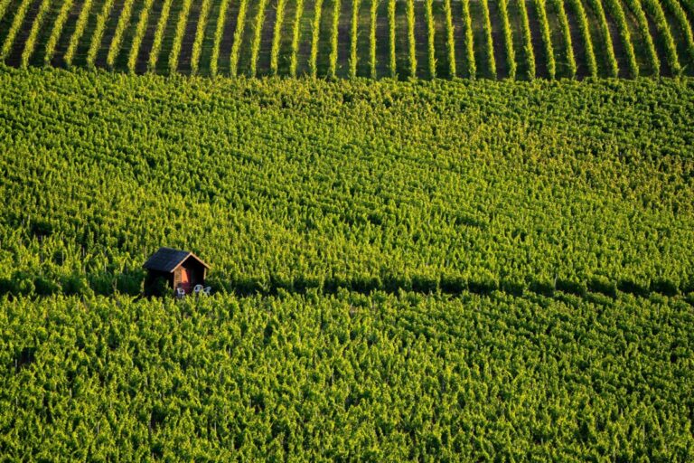 Clínica móvil ofrece atención médica gratuita a trabajadores agrícolas en campos de Carolina del Norte