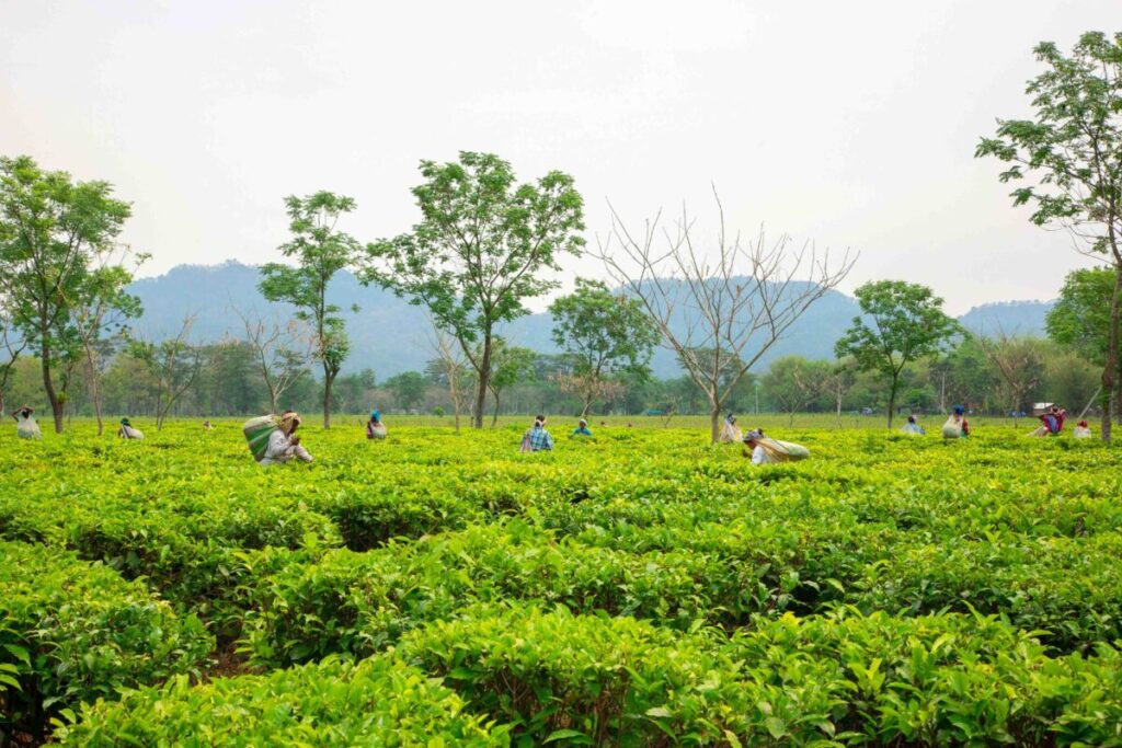 Trabajador agrícola en campo mexicano beneficiado con reducción de cuotas del IMSS, Infonavit y SAR