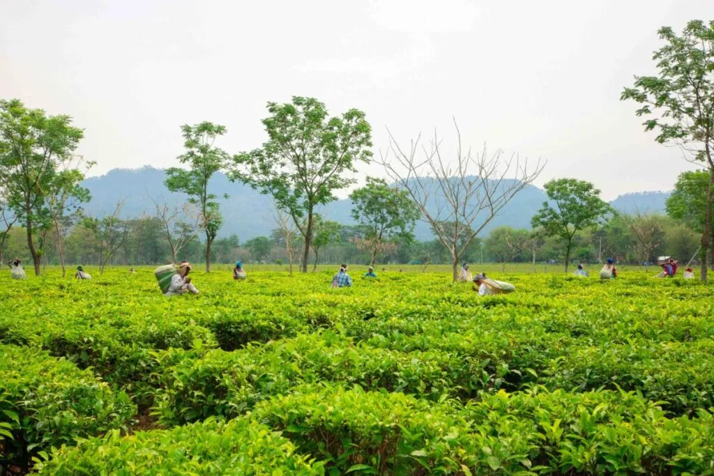 Trabajador agrícola en campo mexicano beneficiado con reducción de cuotas del IMSS, Infonavit y SAR