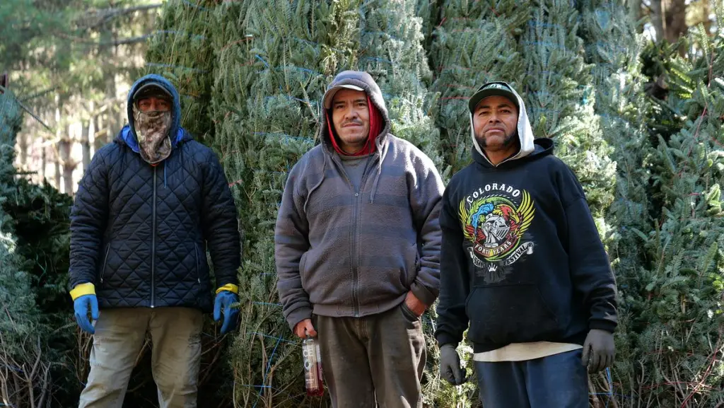 Trabajadores migrantes agrícolas participan en la producción de árboles de Navidad en Estados Unidos bajo el programa H-2A