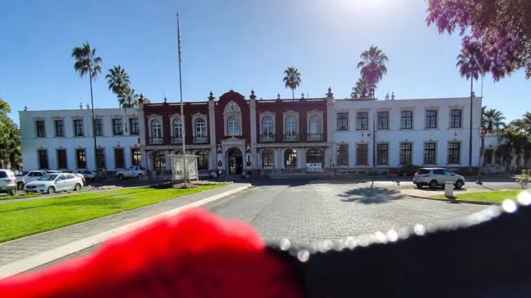 Trabajadores y docentes cuidan mascotas universitarias en campus de México promoviendo bienestar animal