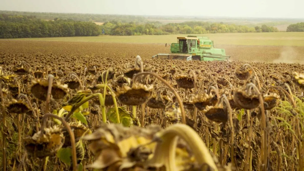 Sindicato agrícola alerta por el riesgo de menores cosechas en Ucrania.