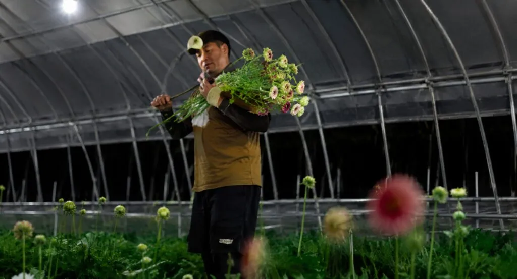 Calor extremo obliga a agricultores japoneses a trabajar de noche para proteger cultivos y reducir riesgos para los empleados.