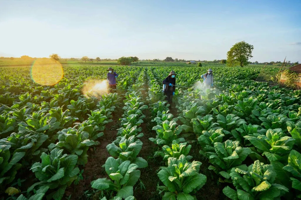 Trabajadores agrícolas de Chiapas acceden a empleos temporales en Estados Unidos y Canadá
