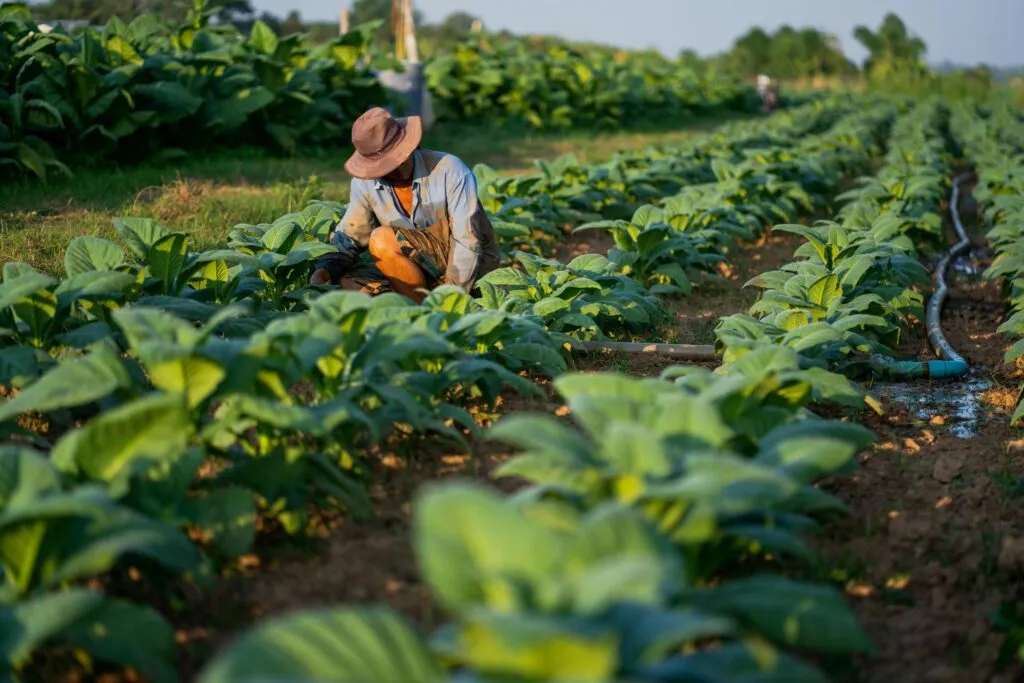 Trabajadores agrícolas de California vigilan sus cultivos ante Polo y el riesgo de inundaciones en zonas rurales.