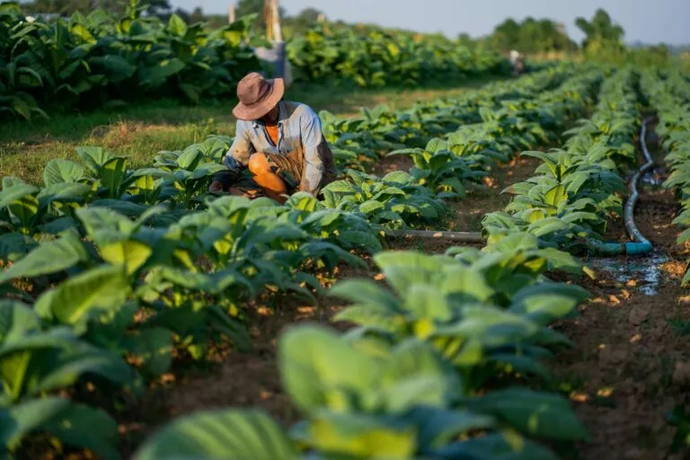 Trabajadores agrícolas de California vigilan sus cultivos ante Polo y el riesgo de inundaciones en zonas rurales.