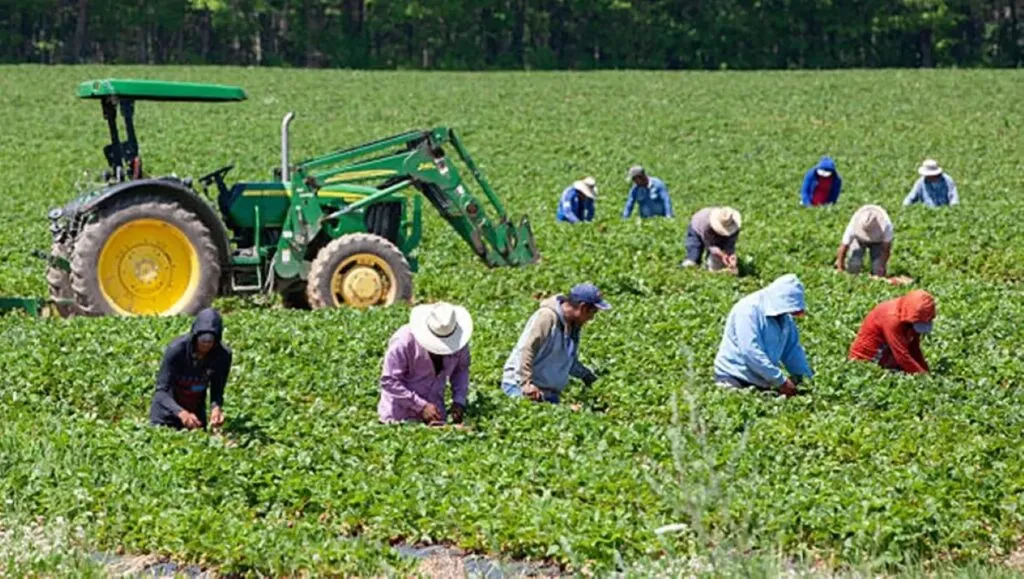 Trabajadores agrícolas migrantes en Canadá ante el debate sobre posibles restricciones de servicios públicos en Alberta.